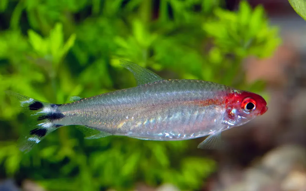 Rummy Nose Tetra