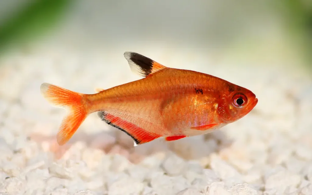 Serpae Tetra