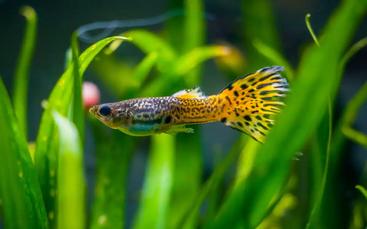 Snakeskin guppy