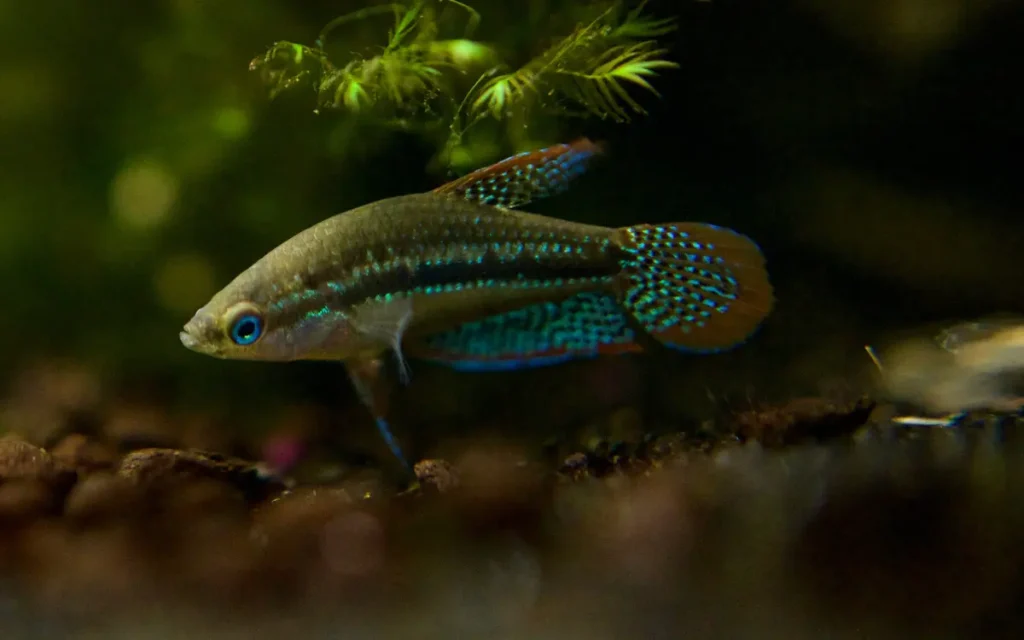 Sparkling Gourami