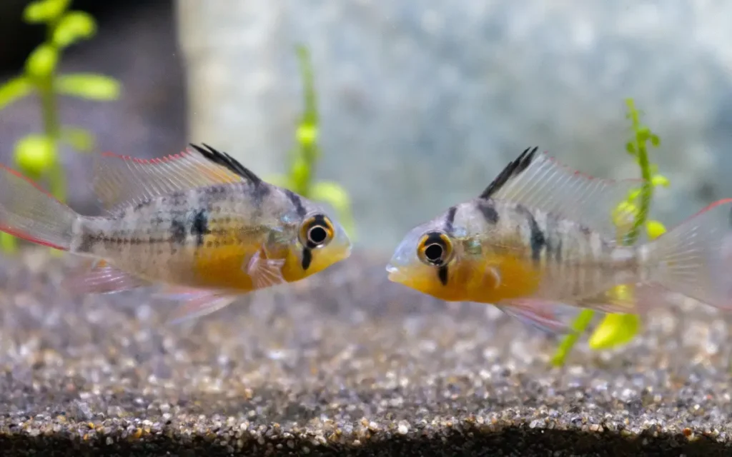 Tank Setup for Bolivian Ram