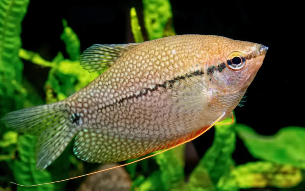 Tank Setup for Dwarf Gourami