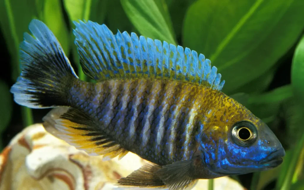 Tank Setup for Peacock Cichlid