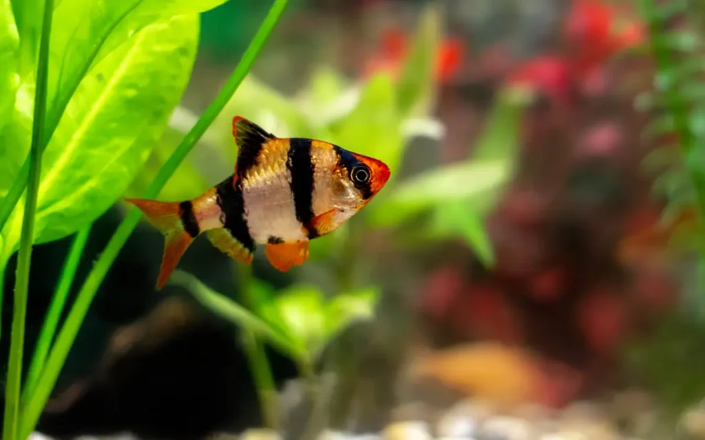 Tiger Barb on a aquariums