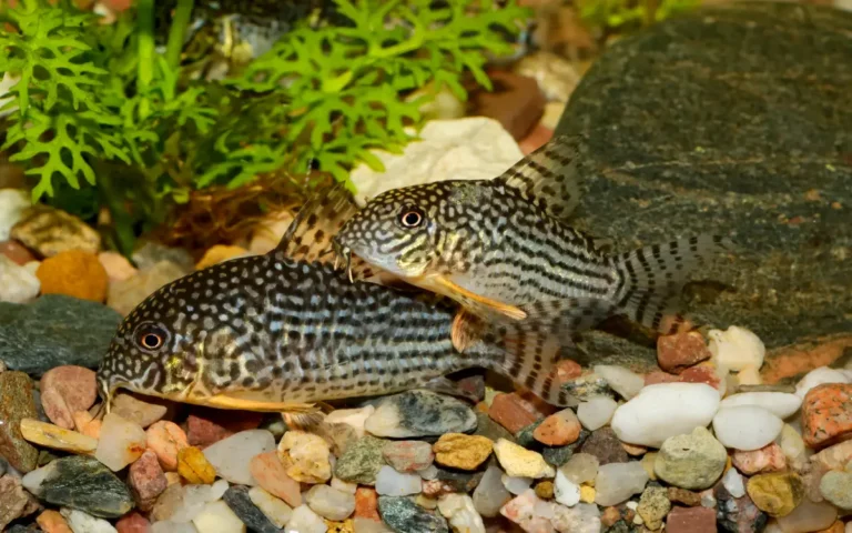 Two-Corydoras-Catfish