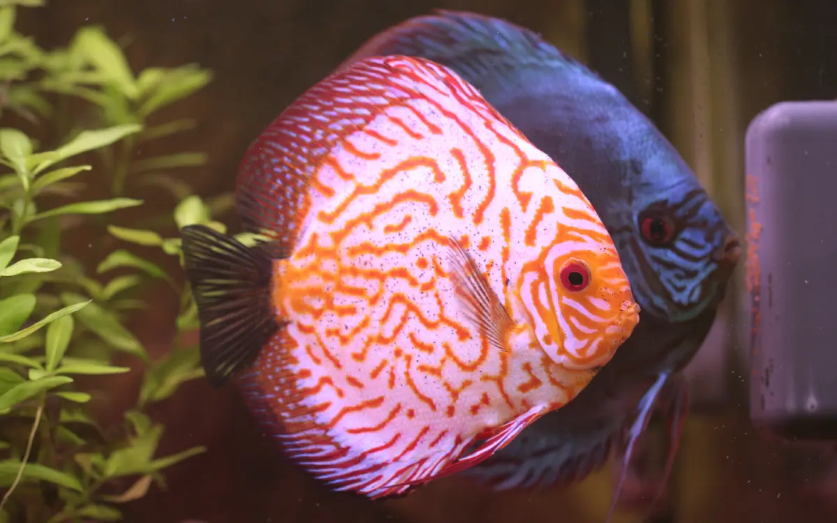 Two Discus Fish