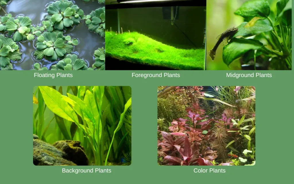 Types of Aquarium Plants