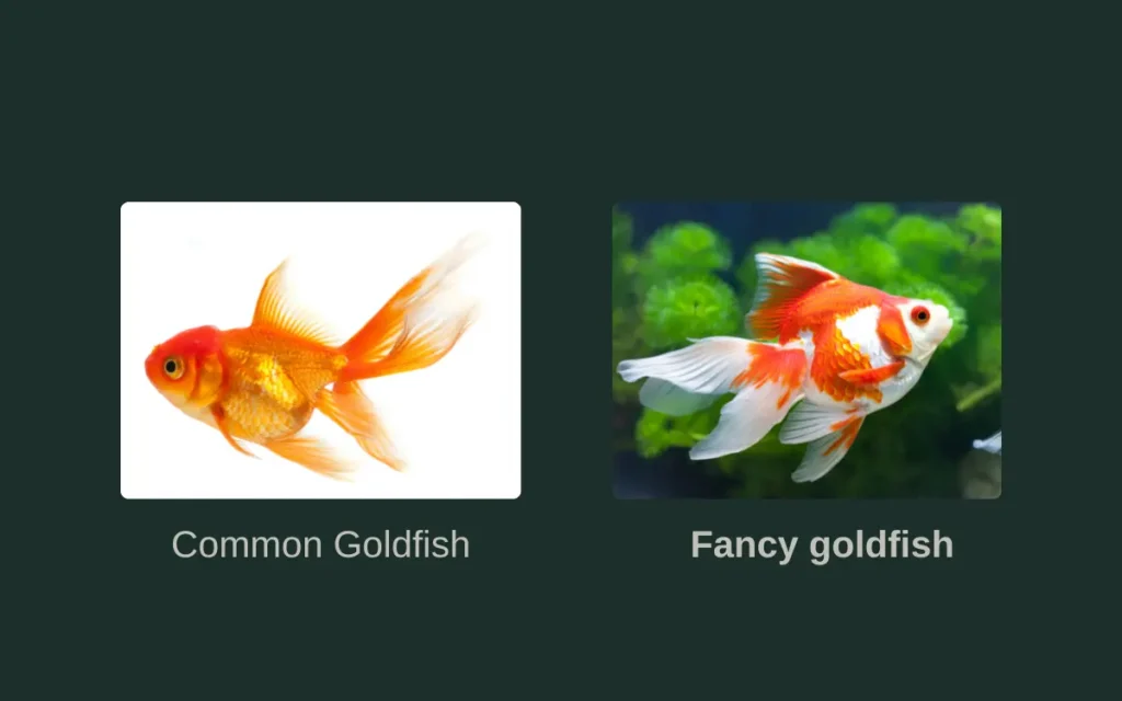 Types of Goldfish