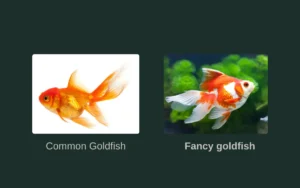 Types-of-Goldfish