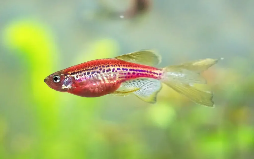 Zebra Danios red