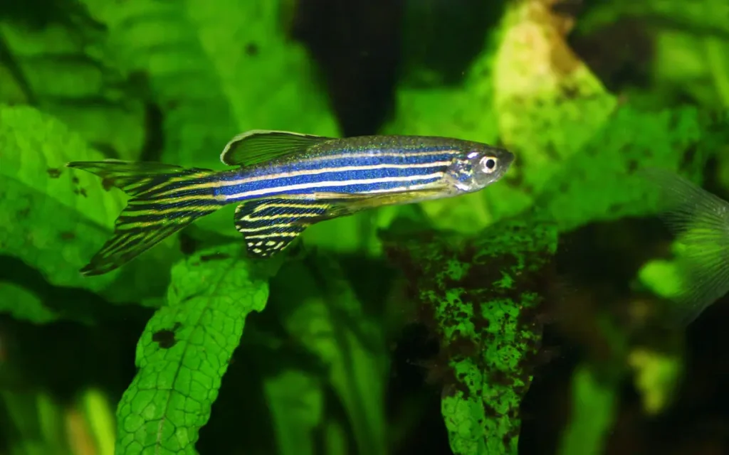 blue Zebra Danios