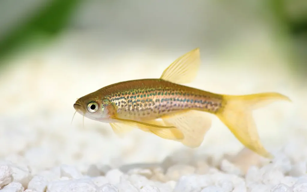 golden Zebra Danios