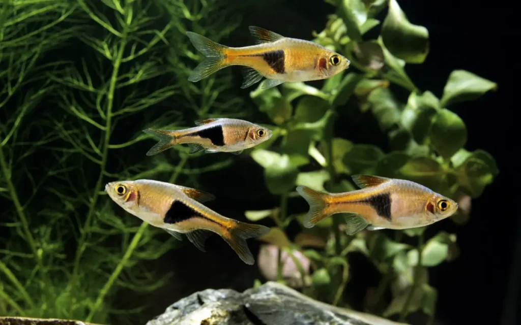 group of Harlequin Rasbora