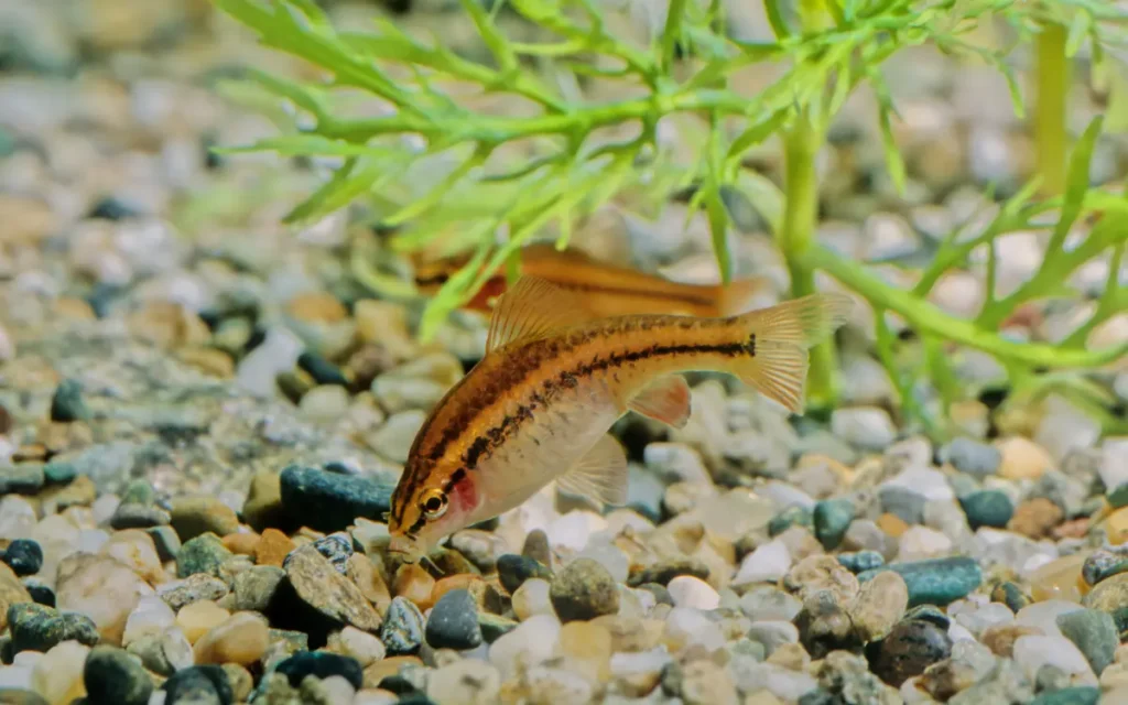 two Cherry Barb aquariums