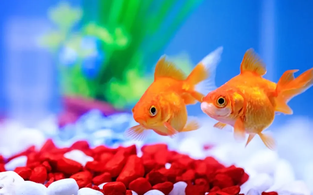 two golfish on aquariums