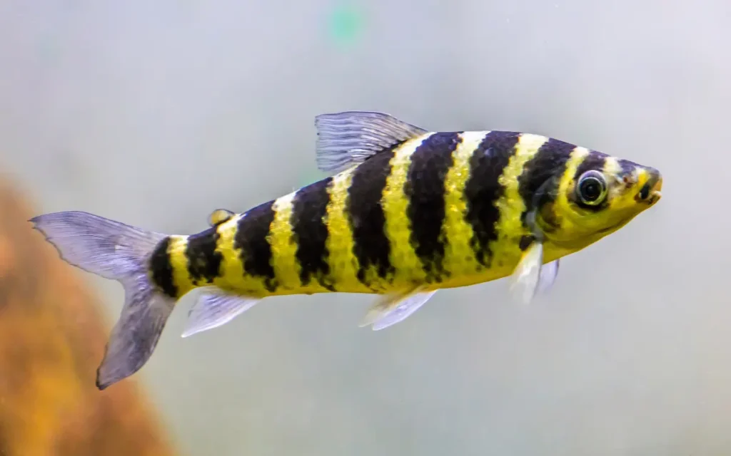 Banded Leporinus