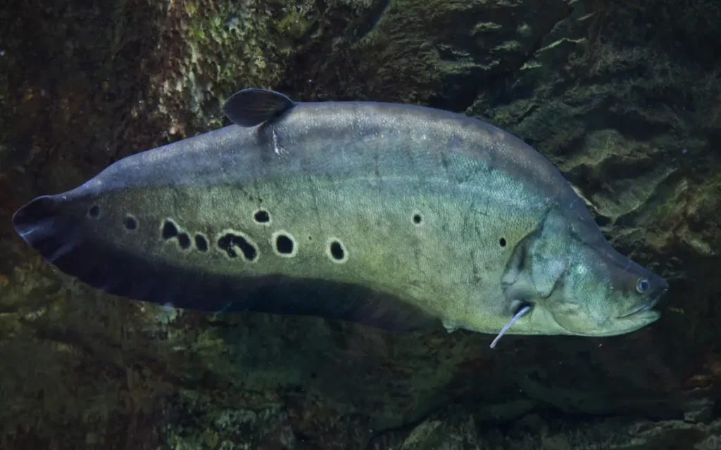 Black Ghost Knifefish