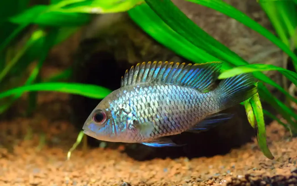 Electric Blue Acara