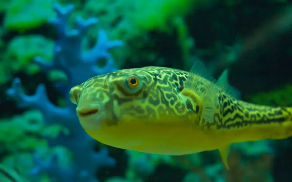 Fahaka Puffer