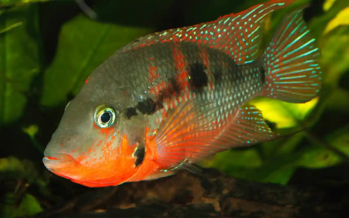 Firemouth Cichlid