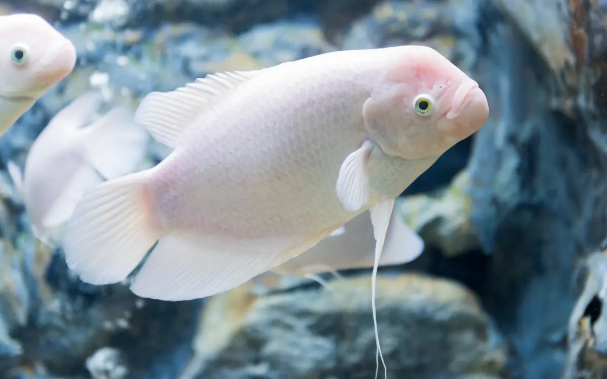 Giant white Gourami