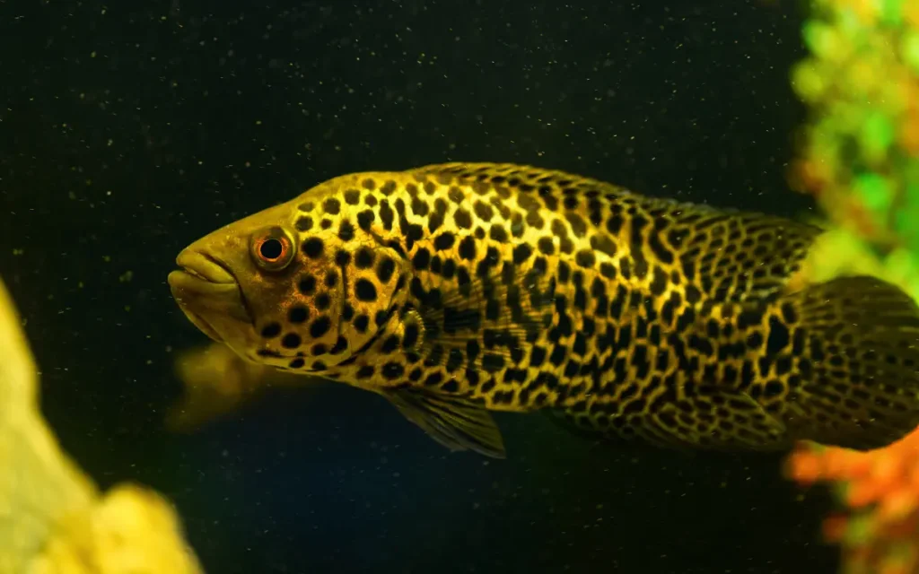 Jaguar Cichlid