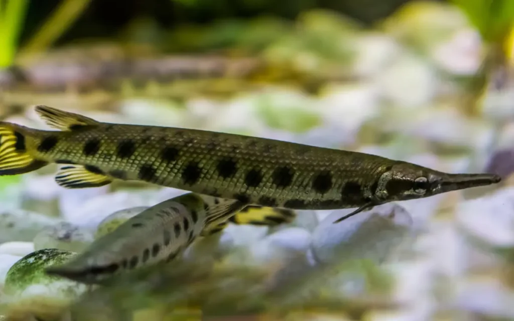 Needle Nose Gar