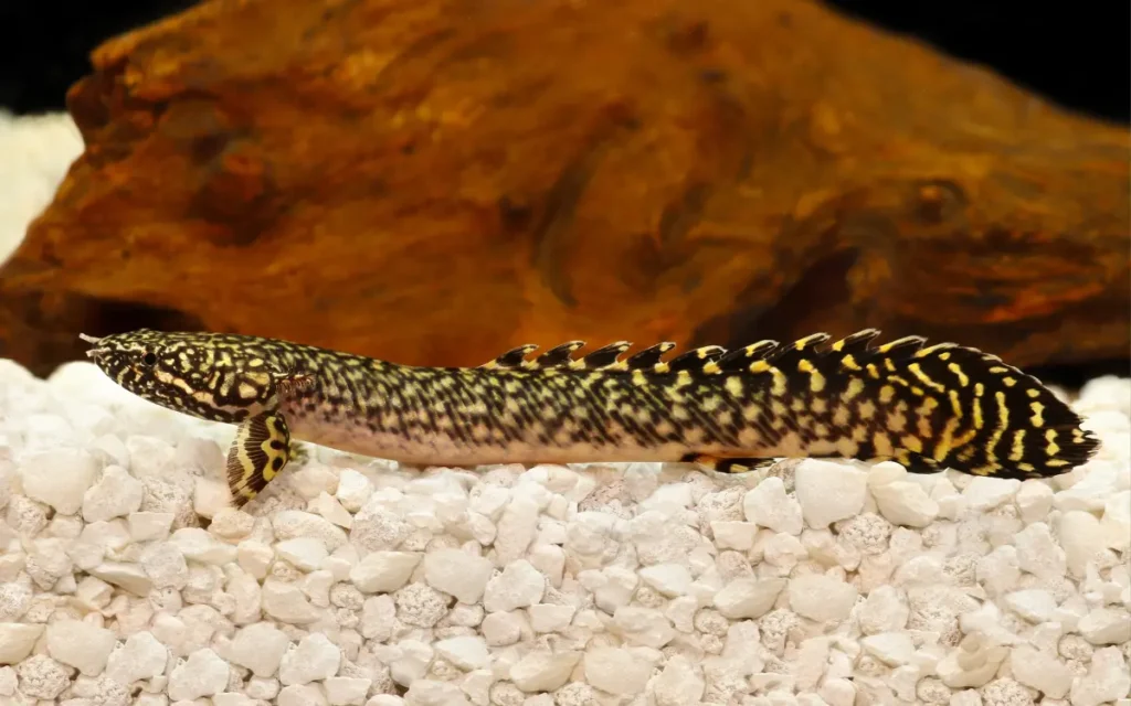 Ornate Bichir