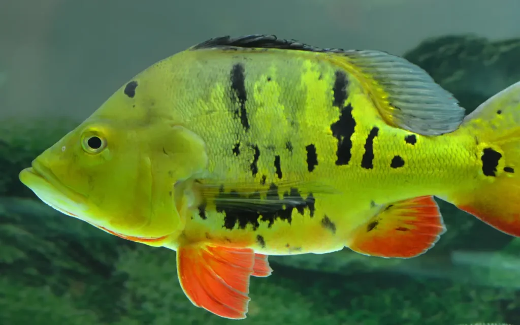 Peacock Bass