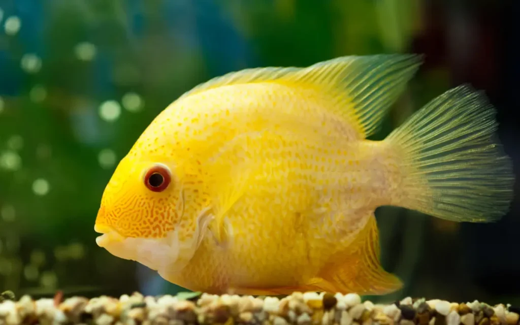 Severum Cichlid