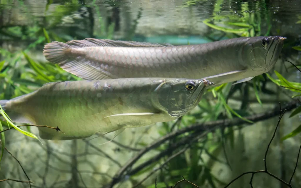 Silver Arowana