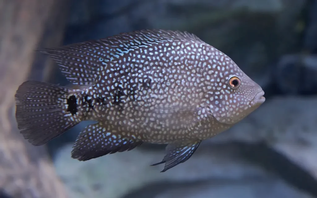 Texas Cichlid