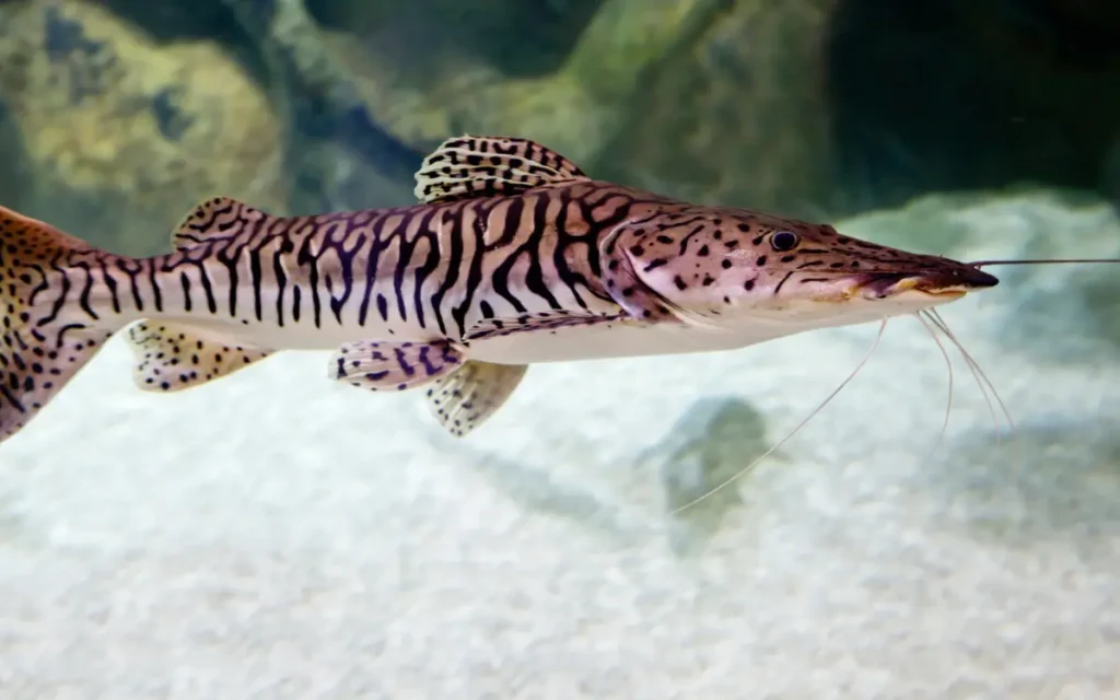 Tiger Catfish