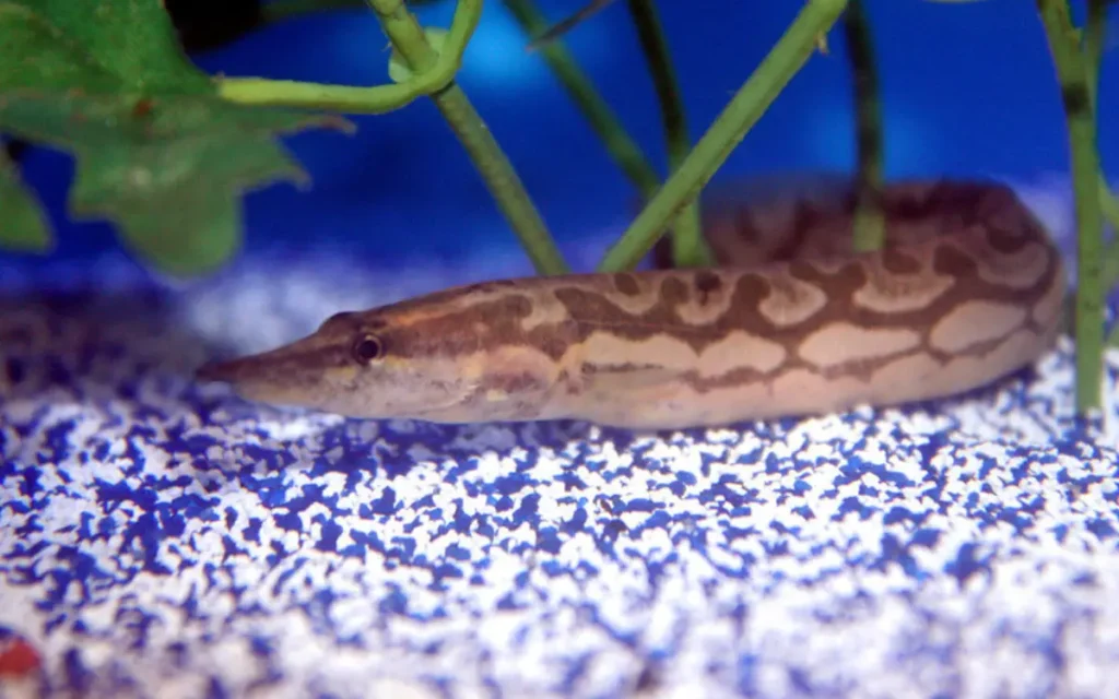 Tire Track Eel