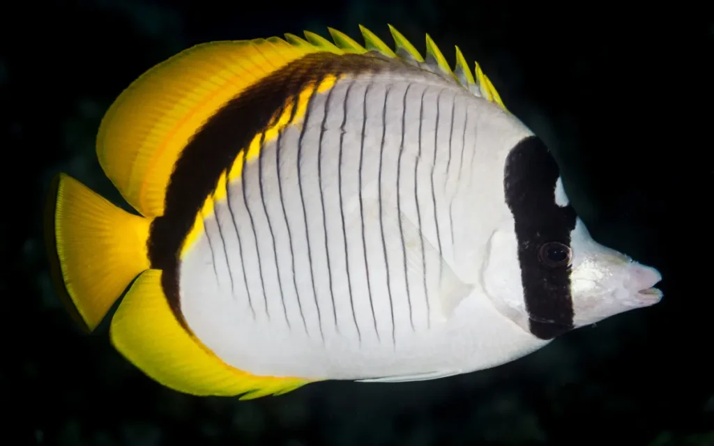 African Butterflyfish