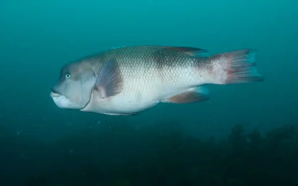 Asian Sheepshead Wrasse