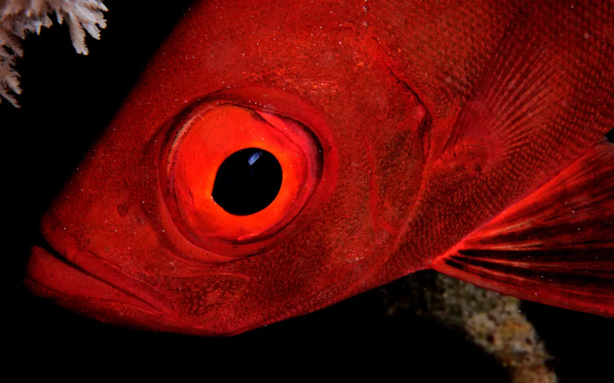 Bigeye Soldierfish