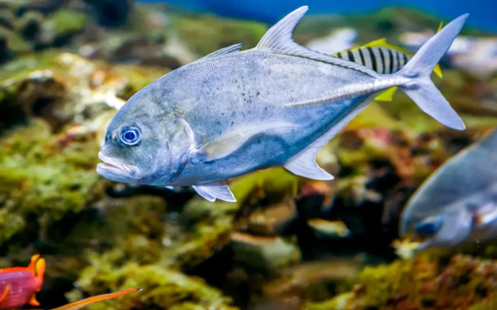 Bigeye Trevally