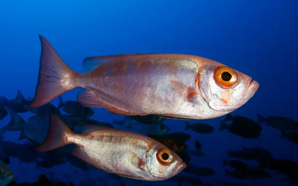 Bigeye Tuna