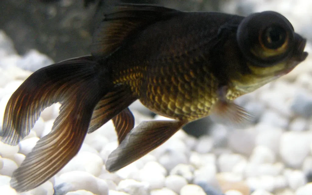 Black Moor Goldfish