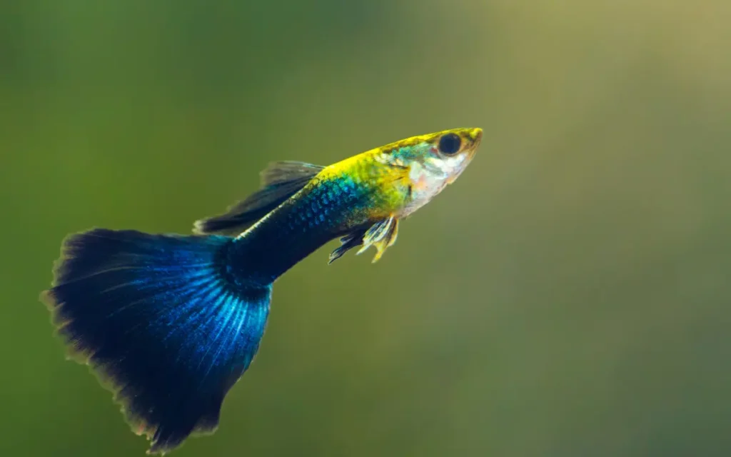 Blue Guppies