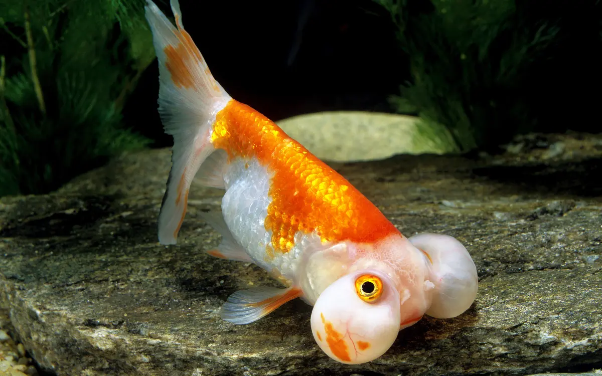 Bubble-Eye Goldfish 