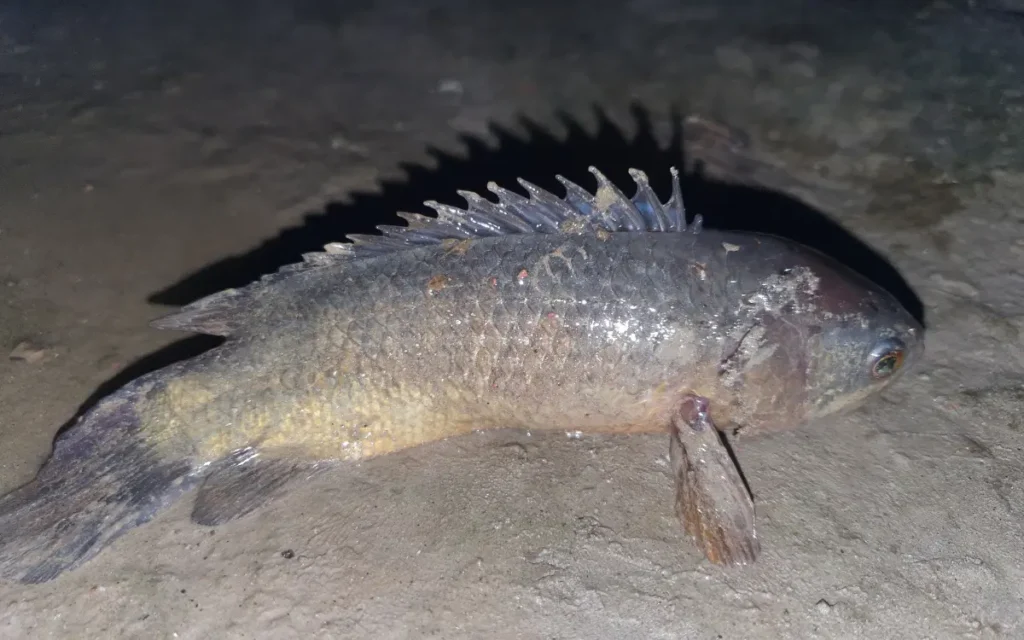 Climbing Gourami