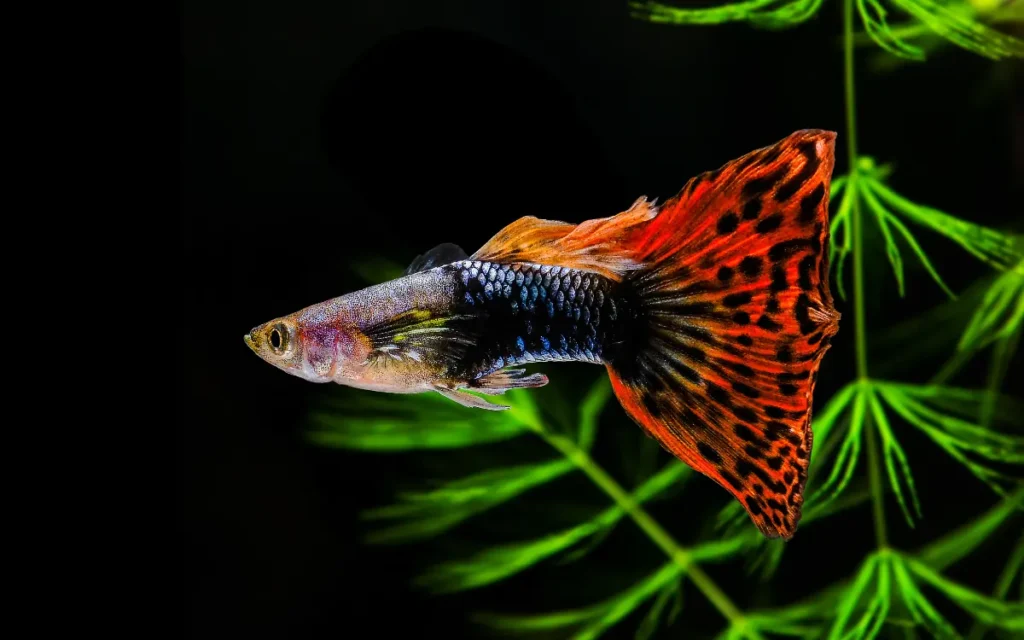 Delta Tail Guppies