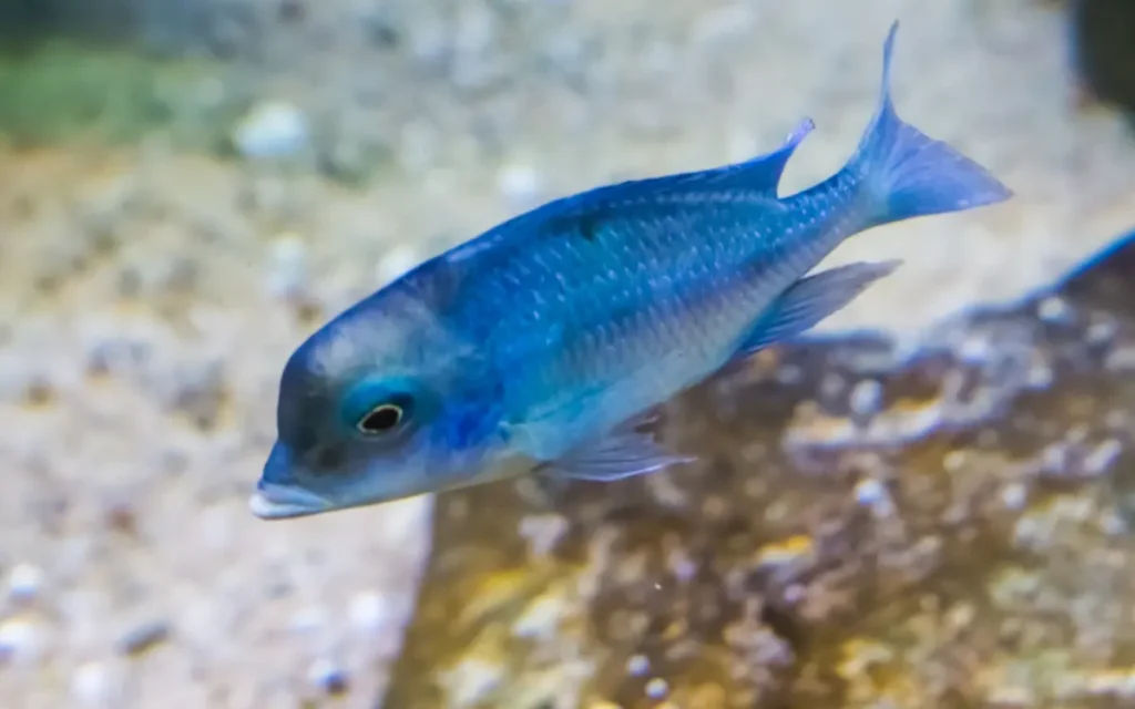 Dolphin Cichlid