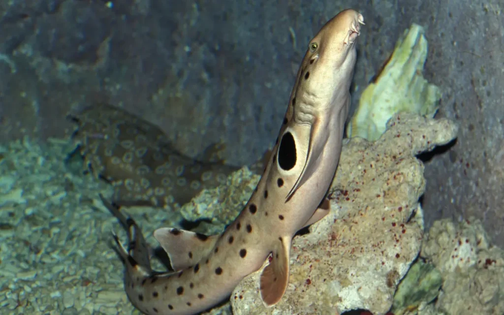 Epaulette Shark