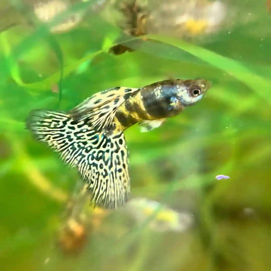 Guppy Tank Size Guide: How Many Guppies Per Gallon?