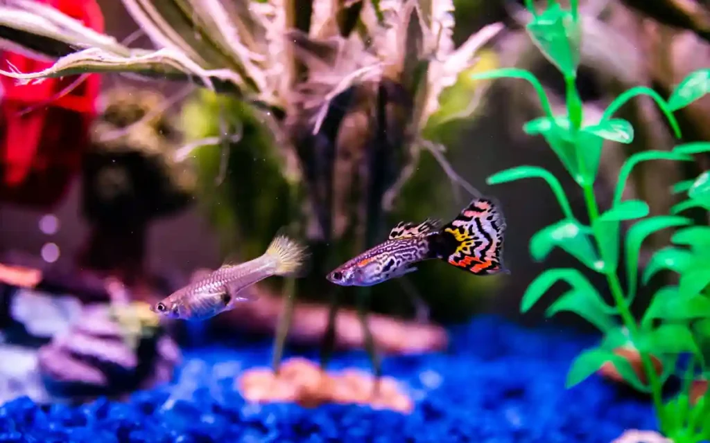 Fancy Guppy