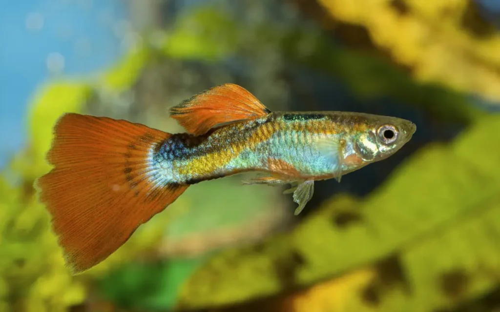 Flag Tail Guppies