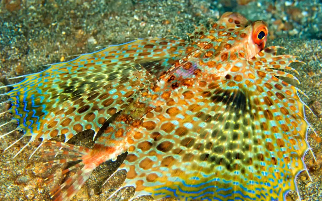 Flying Gurnard